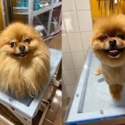 Pomerania